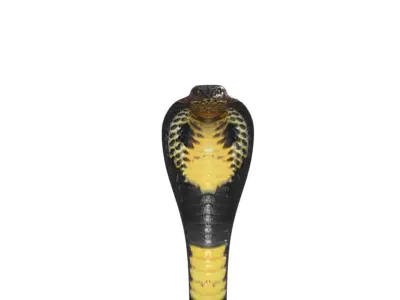 King Cobra Black Snake Low Poly Realistic 3D model