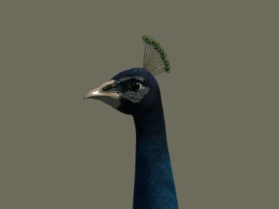 Peacock 3D model in flight 3D model
