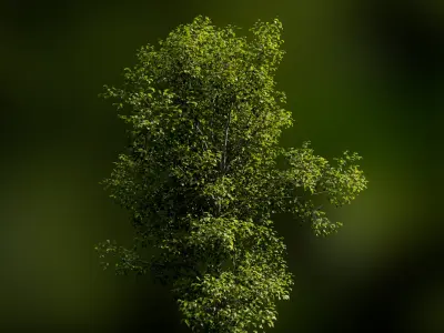 European Beech 02 3D Scanned Animated 3D model
