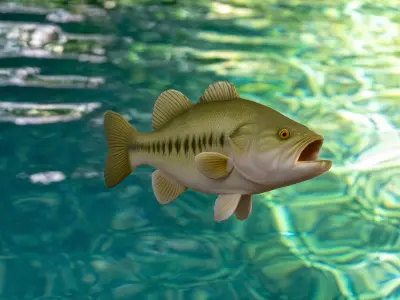 Realistic Bass Fish Low-poly 3D model
