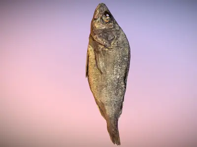 photorealistic scanned dried fish  Low-poly 3D model