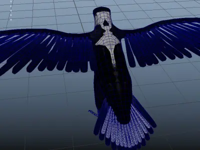 Australian Magpie Rigged 3D model