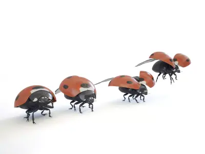 ladybird four ladybugs 3D model
