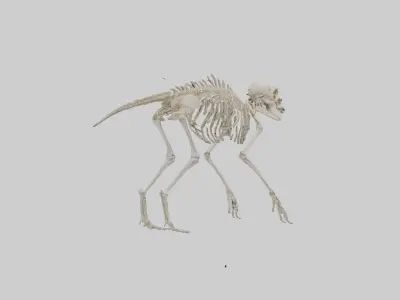 Deltadromeus Skeleton model Low-poly 3D model