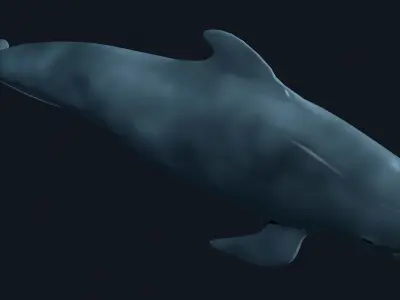 Pilot Whale 3D model