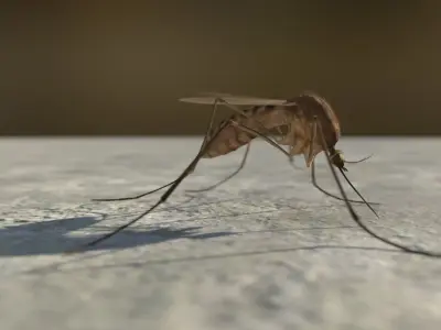 Mosquito 3D model