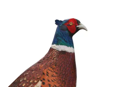 Pheasant 3D model