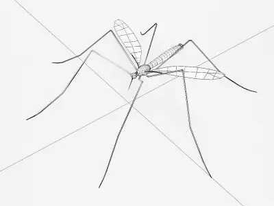 Mosquito 3d model Low-poly 3D model