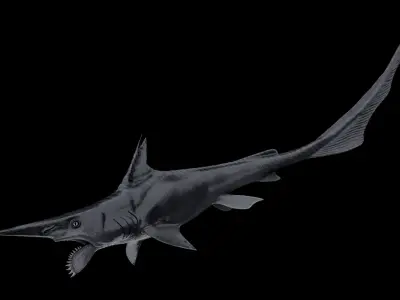 Helicoprion Asset Pack Low-poly 3D model