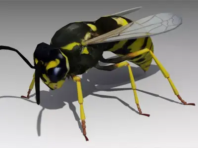 Wasp Animated Low-poly 3D model