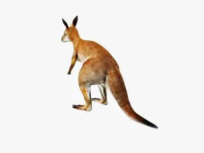Kangaroo Free 3D model