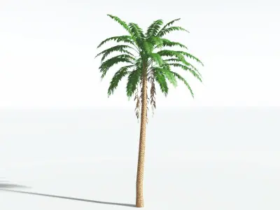 EVERYPlant African Oil Palm LowPoly 4 --16 Models-- Low-poly 3D model