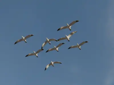 Background Birds Seagull Flock Animation V5 Low-poly 3D model