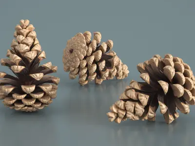Partially Opened Pine Cone Brown 3D model