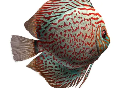 Fish Symphysodon discus Low-poly 3D model