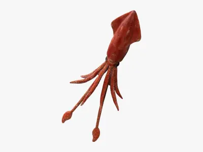 squid transparent Low-poly 3D model