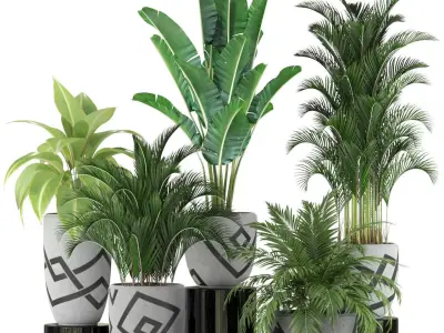 Plants collection 236 3D model