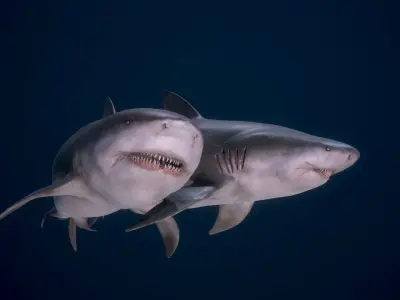 Bull Sharks Low-poly 3D model