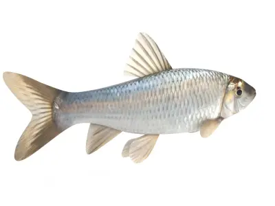 Fish Chub 3D model