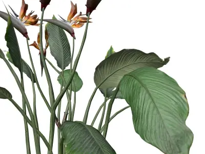 Bird of Paradise Flower - 04 - 3D model