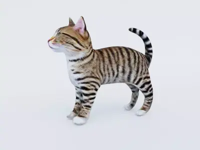 Cat Animal Free 3D model