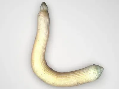 Peanut Worm 3D model