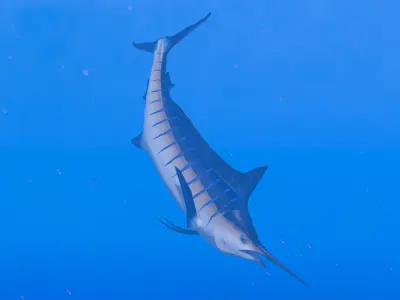 Blue Marlin Low-poly 3D model