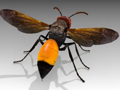Hornet wasp Low-poly 3D model