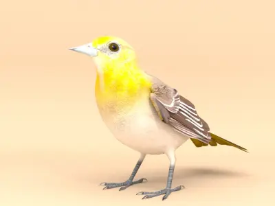 3D Bird Pack Bullocks Oriole Male and Female Low-poly 3D model
