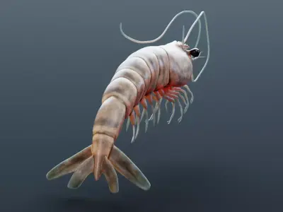 -Prawn- 3D model