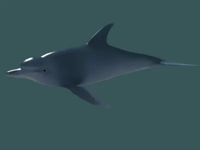 Dolphin - 3D model
