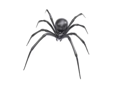 Black Widow Spider Low-poly 3D model