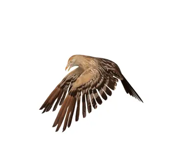 Guira Cuckoos Bird Low-poly 3D model