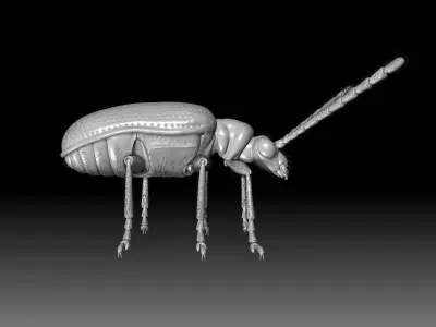 Scarlet Lily Beetle sculpt 3D model