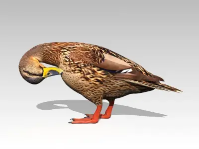 Mallard Duck Female Low-poly 3D model