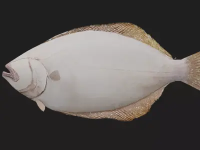 Flatfish Low-poly 3D model