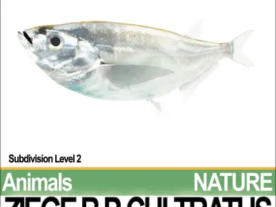 Ziege B zebrafish bp cultivatus 3D model